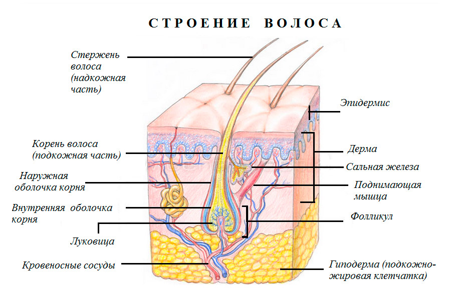 Почему на теле волосы короткие, а на голове длинные