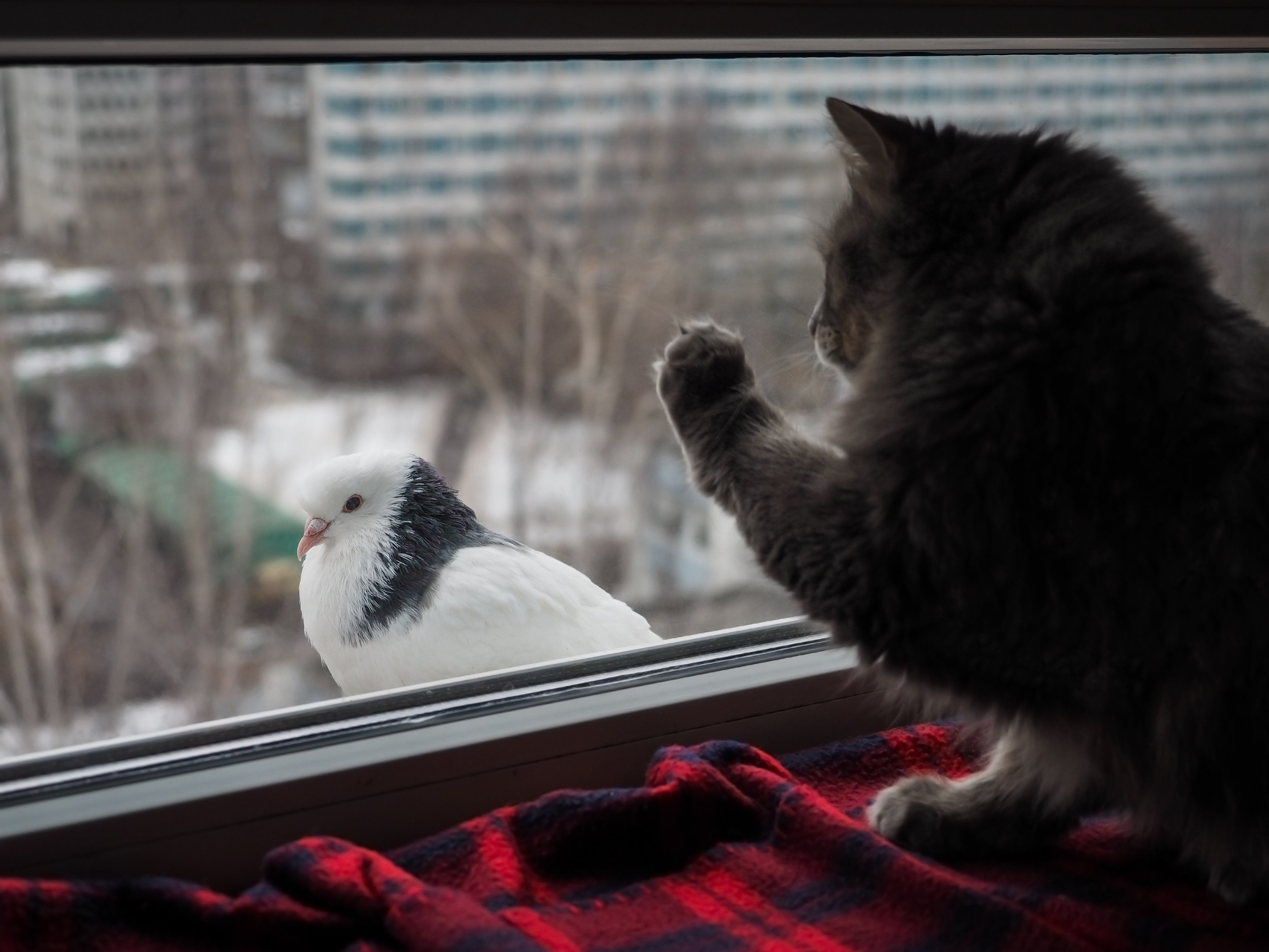 голубь садится на карниз окна примета