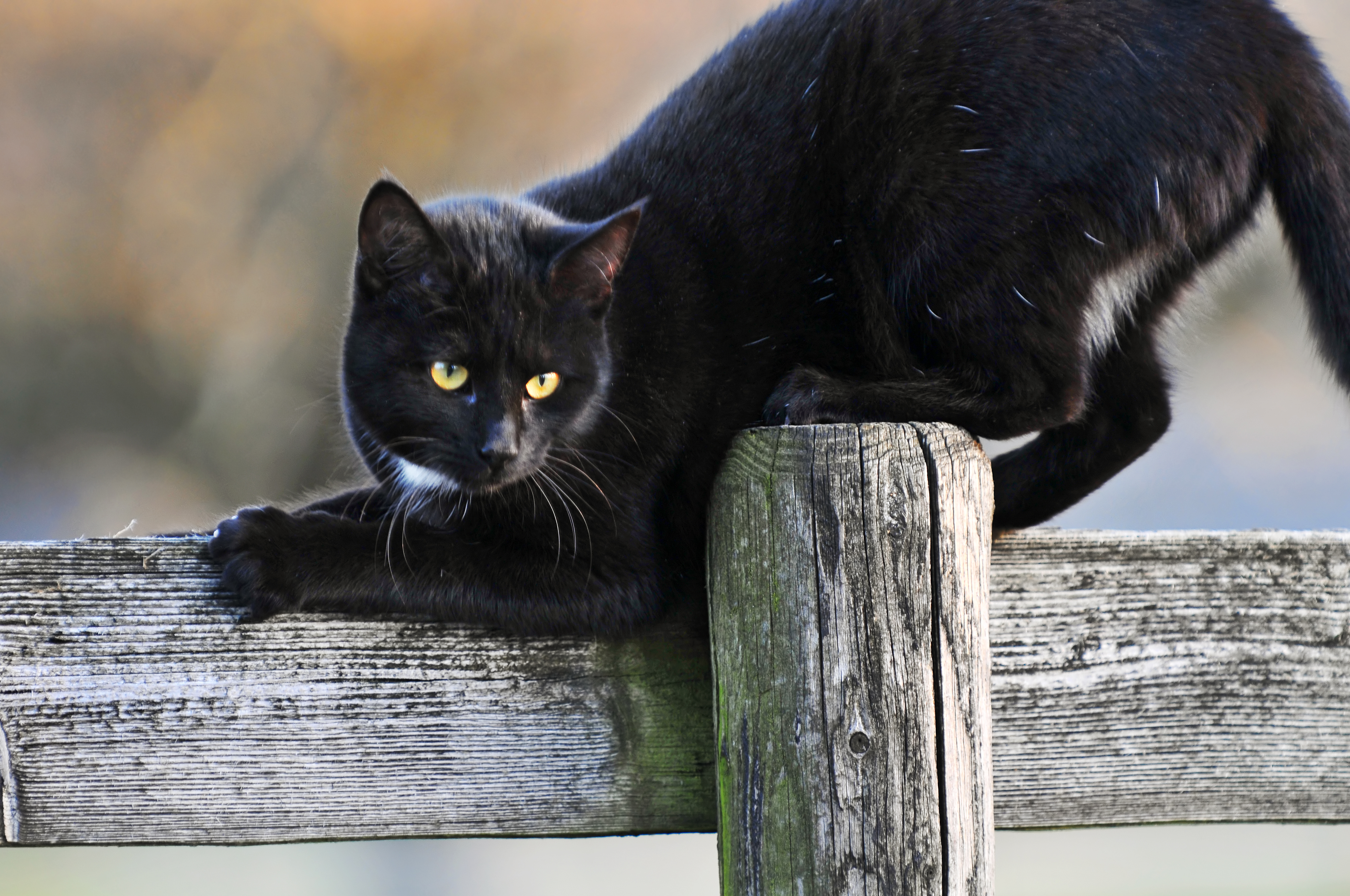 Дворовый чёрный кот