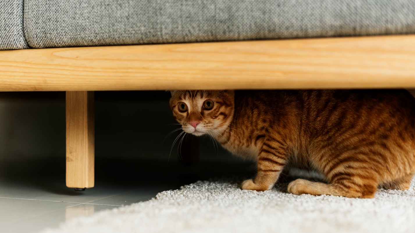 Кошка ходит под кровать