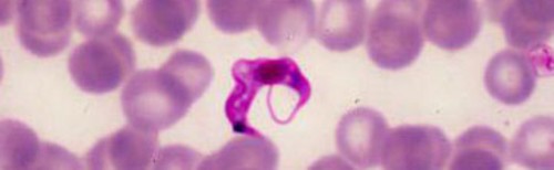 Возбудитель американского трипаносомоза - Trypanosoma cruzi