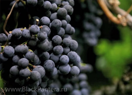 Вылечить герпес можно с помощью винограда
