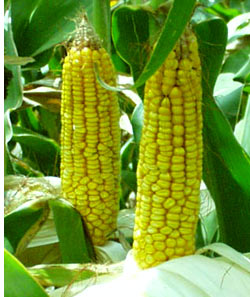 Генно-модифицированная кукуруза опасна для печени