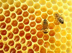 Натуральный мед может вылечить язву желудка