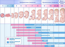 Календарь беременности : периоды беременности