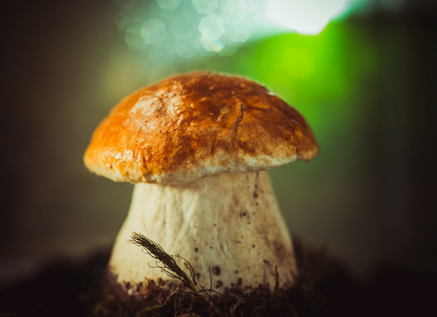 К чему снятся грибы собирать в лесу белые много thumbnail