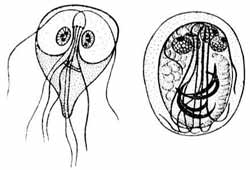  - Lamblia intestinalis