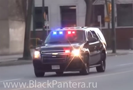 Владельца собаки, погибшей от теплового удара, посадят в тюрьму Владельца собаки, погибшей от теплового удара, посадят в тюрьму