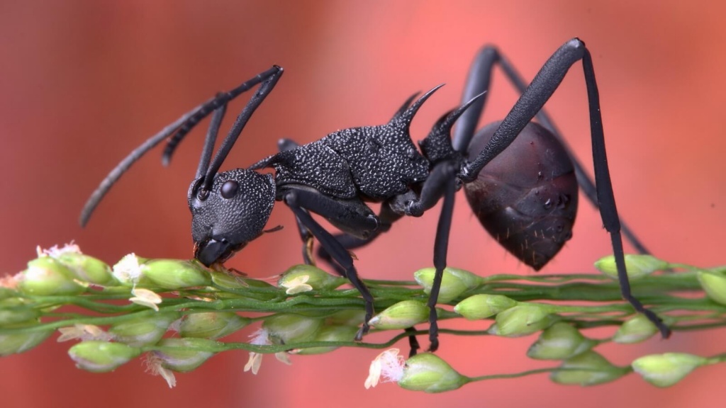 Сонник к чему снятся муравьи.jpg